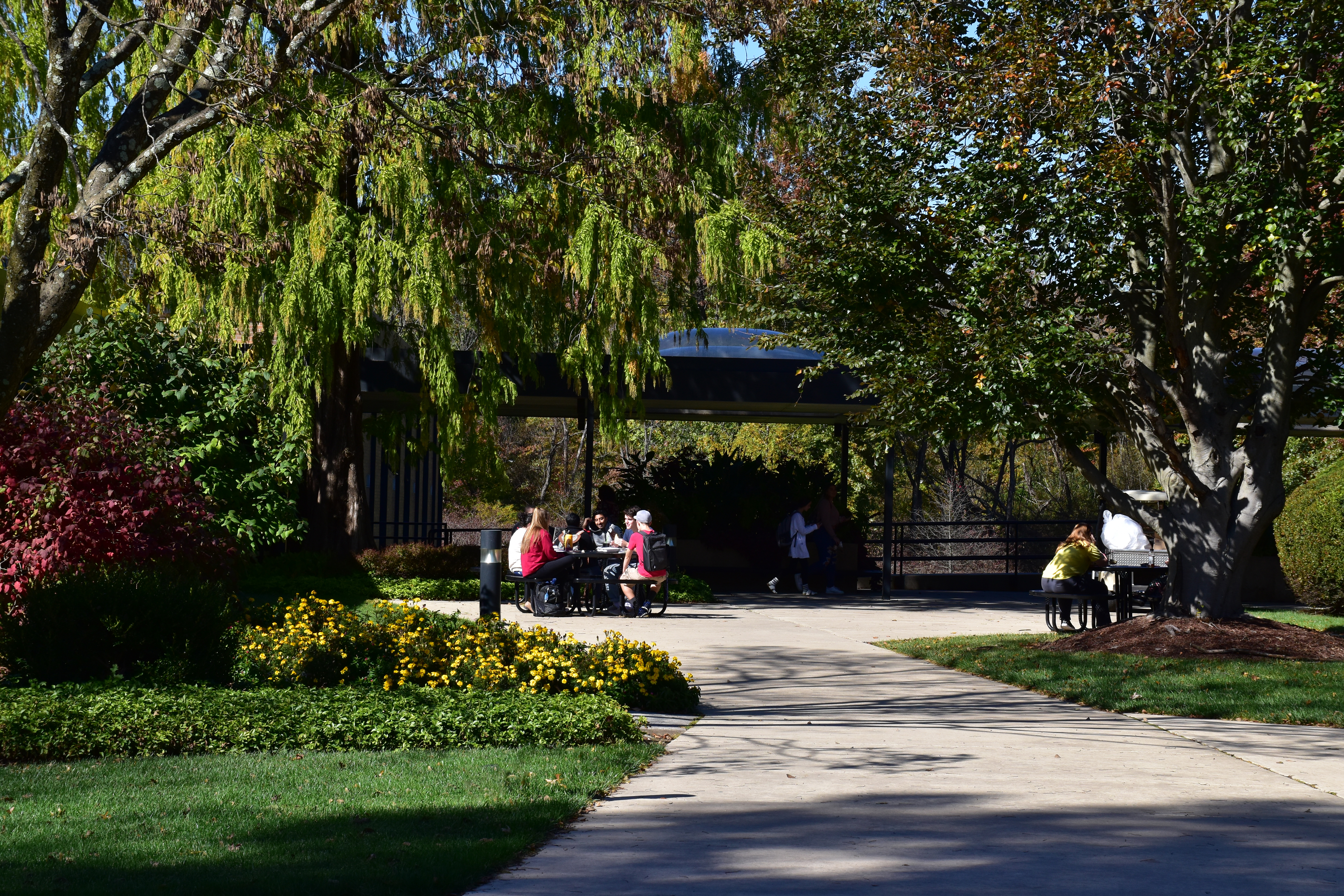 Students Studying Outside McAuley